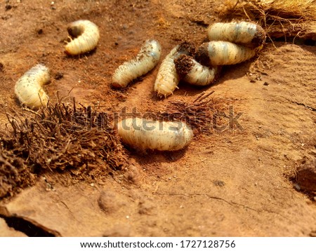 Sugarcane white grub or uret, gayas, embuk(Biological life cycle of Lepidiota stigma/Phyllopoga Postancensis, ampal). The body is creamy white and C-shaped with well developed thoracic legs.