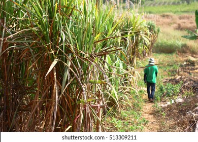 Sugarcane And Worker 