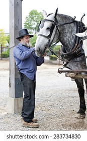 SUGARCREEK, OH  - MAY 20, 2015:  An unidentified Amish man preparing his horse to pull a wagon.  (Wagon is not in image.)