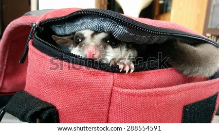Sugarglider hiding in a canvas bag. 