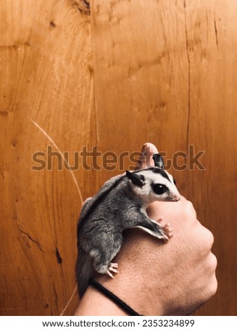 A sugarglider standing on human’s hand