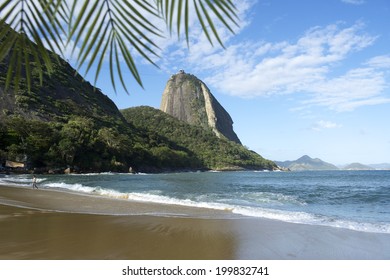 Sugarloaf Pao De Acucar Mountain Standing Above Red Beach Praia Vermelha With Palm Fronds Rio De Janeiro Brazil