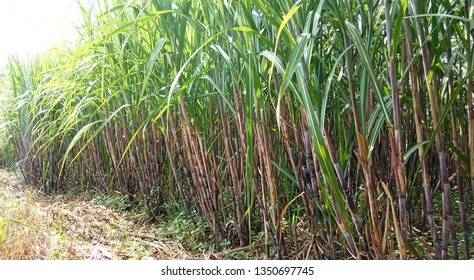 Suger Cane Field, Nature View