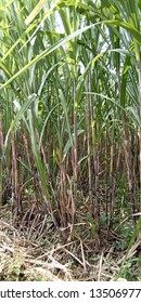 Suger Cane Field, Nature View