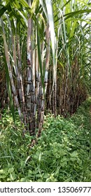 Suger Cane Field, Nature View