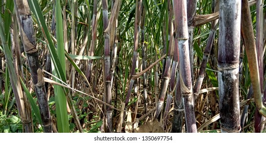 Suger Cane Field, Nature View