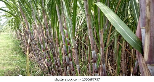 Suger Cane Field, Nature View