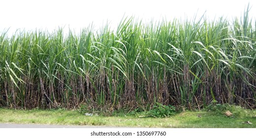 Suger Cane Field, Nature View