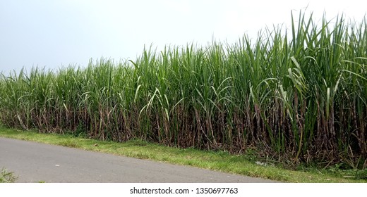 Suger Cane Field, Nature View