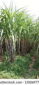 Suger Cane Field, Nature View