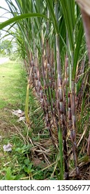 Suger Cane Field, Nature View