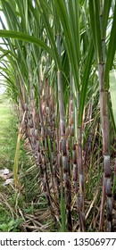 Suger Cane Field, Nature View