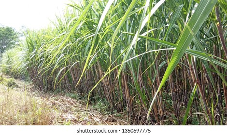 Suger Cane Field, Nature View