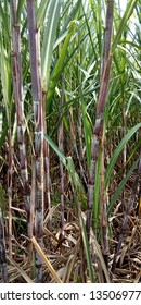 Suger Cane Field, Nature View