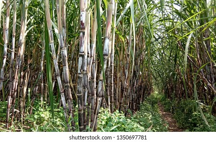 Suger Cane Field, Nature View