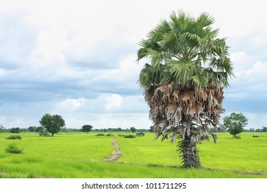 Suger Plam Tree In The Green Rice Field