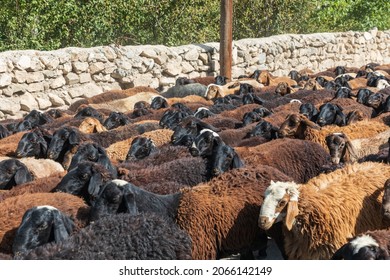 Sughd Province, Tajikistan. Herd of goats being moved down a road in Tajikistan. - Shutterstock ID 2066142149