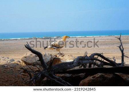 Suida bird - One of the rare birds on the island of Socotra, with a view of the sea