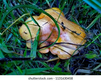 Suillus Is A Genus Of Basidiomycete Fungi In The Family Suillaceae And Order Boletales