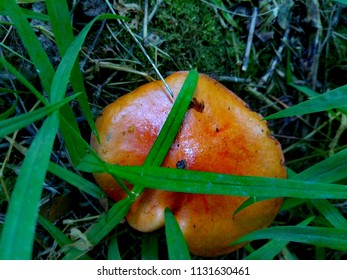 Suillus Is A Genus Of Basidiomycete Fungi In The Family Suillaceae And Order Boletales