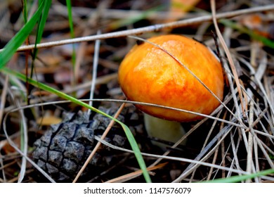 Suillus Is A Genus Of Basidiomycete Fungi In The Family Suillaceae And Order Boletales