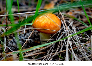 Suillus Is A Genus Of Basidiomycete Fungi In The Family Suillaceae And Order Boletales