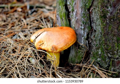 Suillus Is A Genus Of Basidiomycete Fungi In The Family Suillaceae And Order Boletales