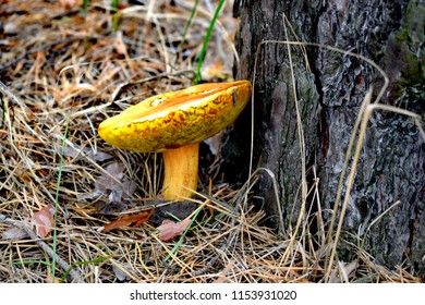 Suillus Is A Genus Of Basidiomycete Fungi In The Family Suillaceae And Order Boletales