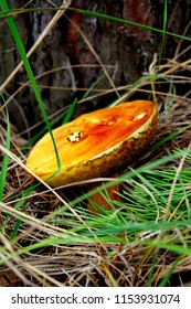 Suillus Is A Genus Of Basidiomycete Fungi In The Family Suillaceae And Order Boletales