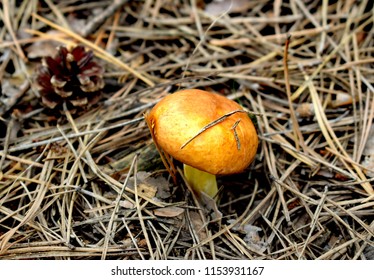 Suillus Is A Genus Of Basidiomycete Fungi In The Family Suillaceae And Order Boletales