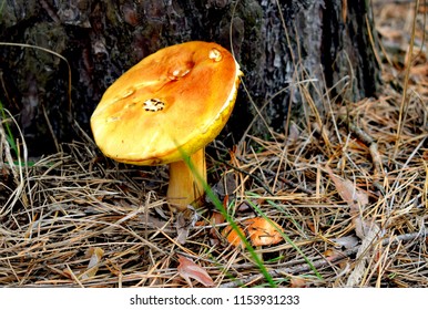 Suillus Is A Genus Of Basidiomycete Fungi In The Family Suillaceae And Order Boletales