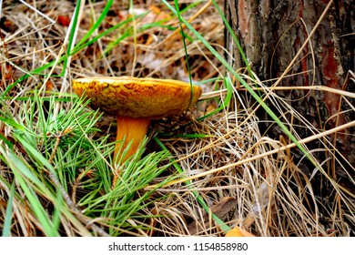 Suillus Is A Genus Of Basidiomycete Fungi In The Family Suillaceae And Order Boletales