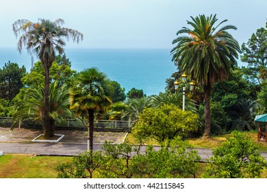 Sukhumi, Kind To Black Sea