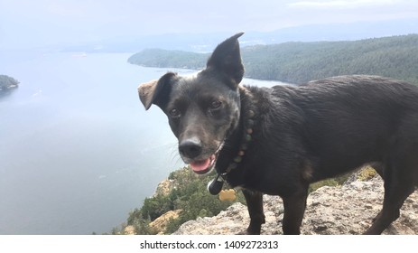 Dog Mountain Top Fotos Imagenes Y Otros Productos Fotograficos De Stock Shutterstock