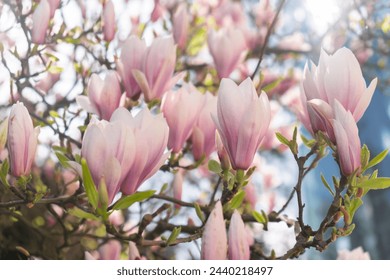 Sulange magnolia close-up on tree branch. Blossom pink magnolia in springtime. Pink Chinese or saucer magnolia flowers tree. Tender pink and white flowers nature background - Powered by Shutterstock