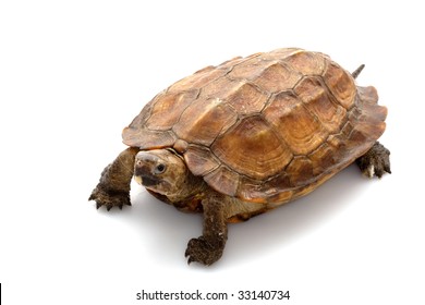 Jagged Shell Box Turtle Pyxidea Mouhotii Stock Photo (Edit Now) 33140704