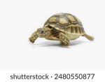 The Sulcata Tortoise or the African spurred tortoise (Centrochelys sulcata), is the most popular species of pet tortoise in the world.