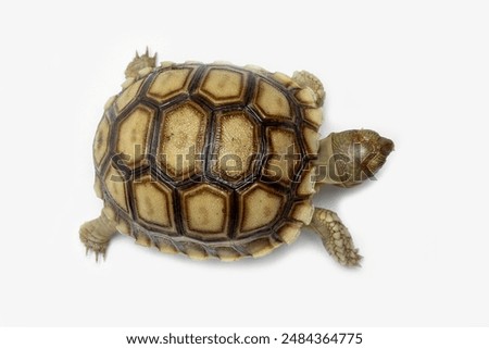 The Sulcata Tortoise or the African Spurred Tortoise (Centrochelys sulcata), is the third-largest species of tortoise in the world and and the largest mainland tortoise.