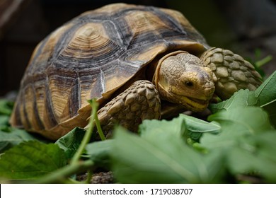 Sulcata tortoise, African spurred tortoise, Geochelone sulcata - Shutterstock ID 1719038707