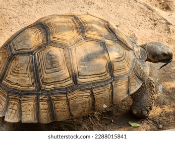 Sulcata tortoise or African spurred tortoise grow up to be a teenager The carapace is brown and yellow. All four legs are strong. Especially the front legs have large scales. - Shutterstock ID 2288015841