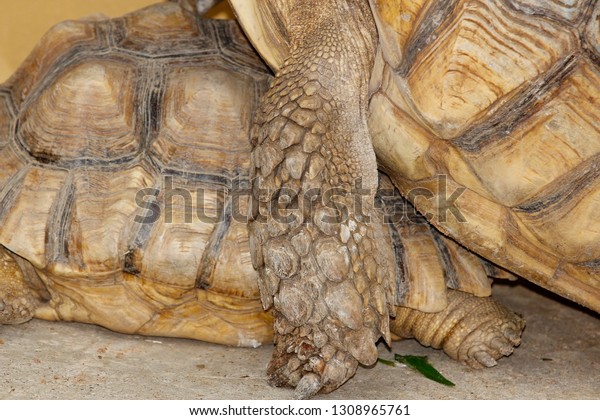 Sulcata Tortoise Have Sex Stock Photo Edit Now 1308965761