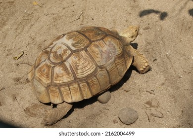 Sulcata Tortoise Known Third Largest Tortoise Stock Photo 2162004499 ...