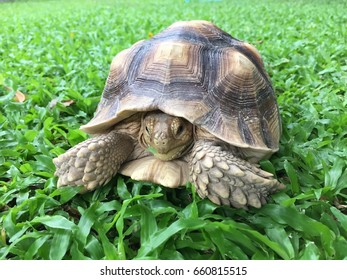 Sulcata Tortoise On Malaysian Grass Garden Stock Photo 660815515 ...