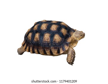 sulcata tortoise on white background with clipping path