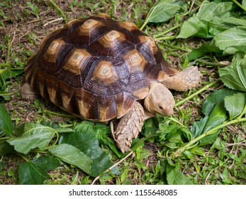 Sulcata Tortoises on the lawn. - Shutterstock ID 1155648085