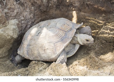 6,478 Sulcata turtle Images, Stock Photos & Vectors | Shutterstock