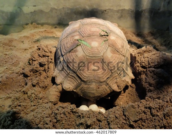 Sulcata Turtle or Tortoise laying\
eggs: the Natural endeavor Sulcata Tortoise  laying\
eggs