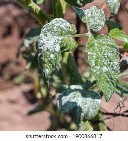 Sulfur Applied To Sulfate The Tomato Plant To Avoid Pests