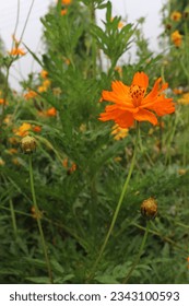 Sulfur cosmos flower plant on farm for harvest are cash crops