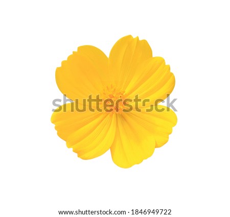 Sulfur Cosmos, Yellow Cosmos, Close up small single yellow cosmos flower isolated on white background. with clipping path